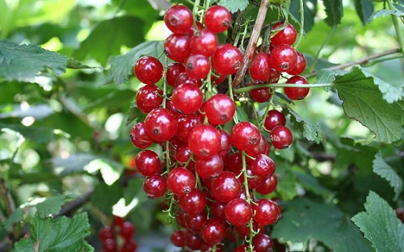 Ribes_rubrum_Summer_Pearls_Red_2