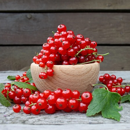 Ribes_rubrum_Summer_Pearls_Red_3