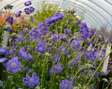 Scabiosa_fama_deep_blue_1
