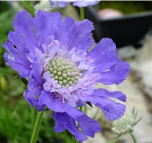 Scabiosa_fama_deep_blue_3