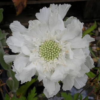 Scabiosa_fama_white_2