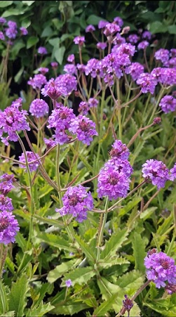 Verbena_rigida_venosa_1