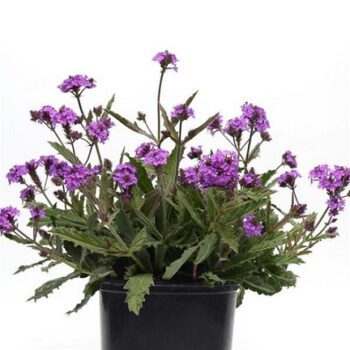Verbena_rigida_venosa_2