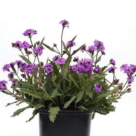 Verbena_rigida_venosa_2