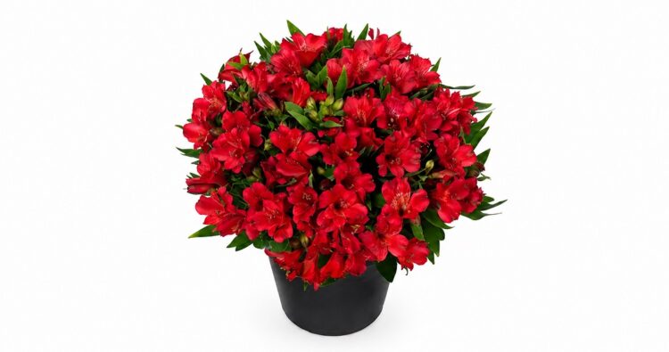 Alstroemeria_inticancha_red_2