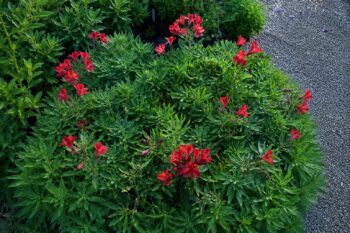Alstroemeria_inticancha_red