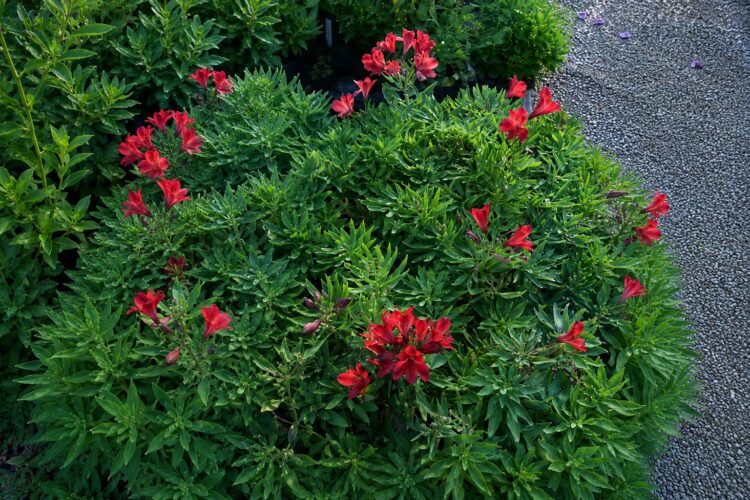 Alstroemeria_inticancha_red
