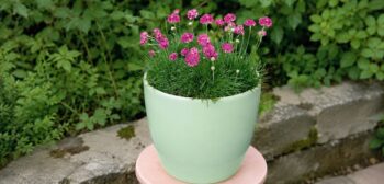 Armeria_maritima_morning-_Star_Rose_2