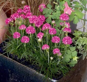 Armeria_maritima_morning-_Star_Rose_3