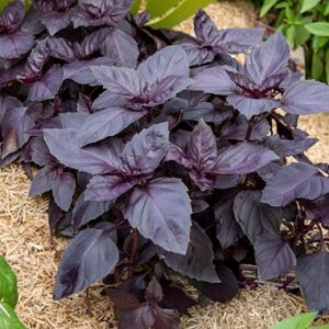Basilic pourpre
