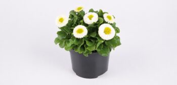 Bellis_perennis_beluga_compact_white_2