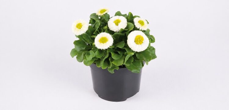 Bellis_perennis_beluga_compact_white_2