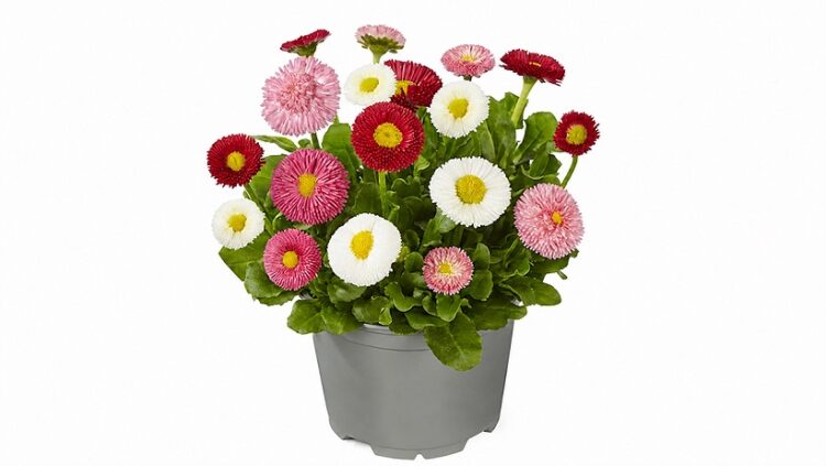 Bellis_perennis_beluga_mix_1