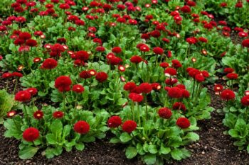 Bellis_perennis_tasso_red_1