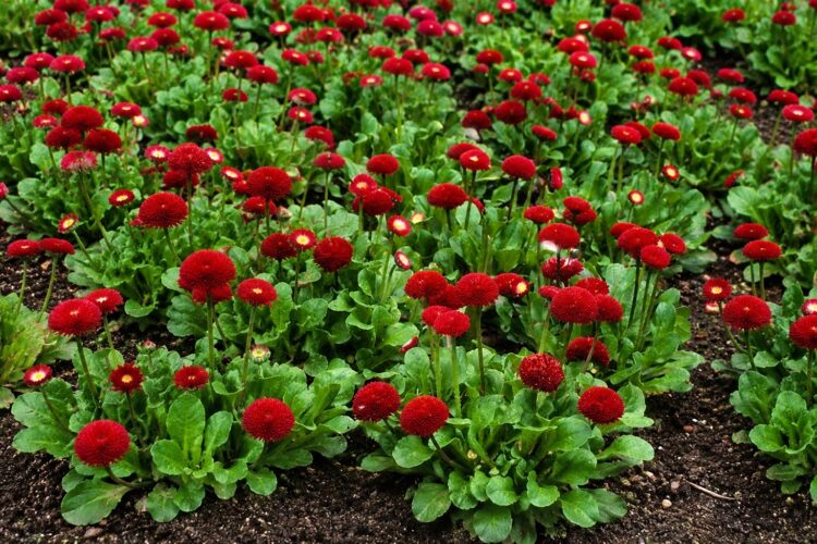 Bellis_perennis_tasso_red_1