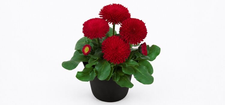 Bellis_perennis_tasso_red_2