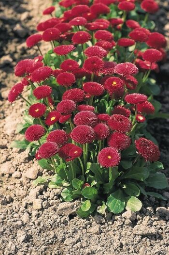 Bellis_perennis_tasso_red_3