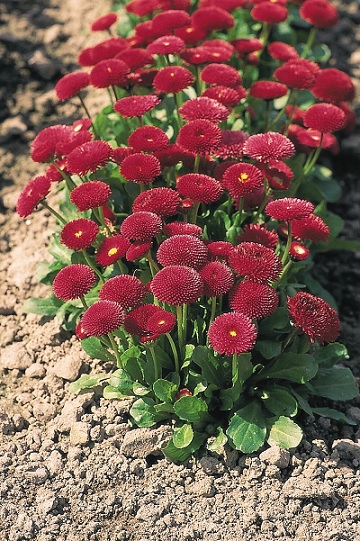Bellis_perennis_tasso_red_3