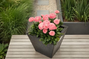 Bellis_perennis_tasso_robella_2