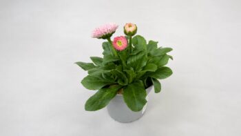 Bellis_perennis_tasso_robella_5