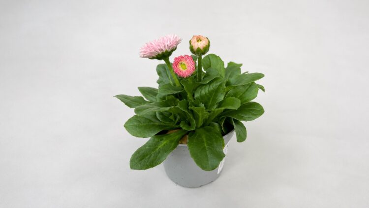 Bellis_perennis_tasso_robella_5