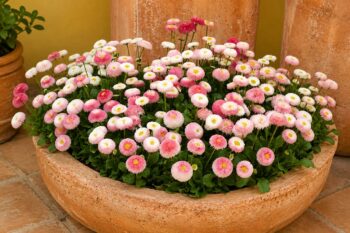 Bellis_perennis_tasso_strawberries_cream_2