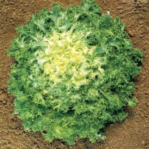 Chicorée frisée minerva