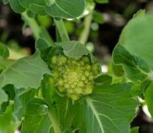 Chou romanesco