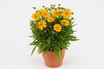 coreopsis_grandiflora_double_the_sun