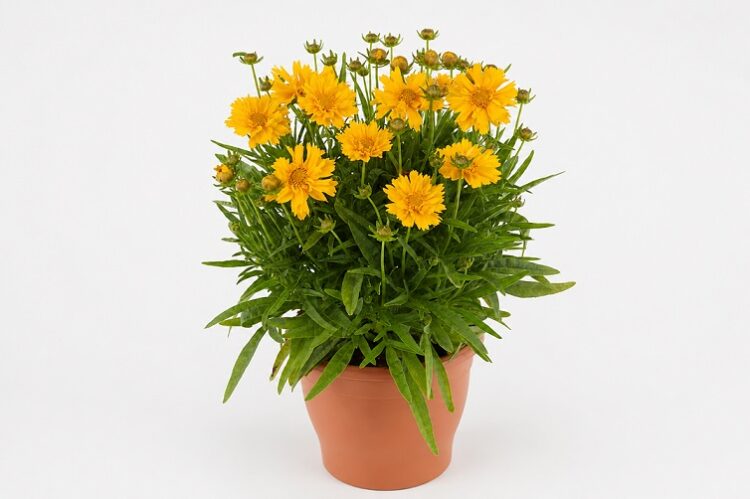 coreopsis_grandiflora_double_the_sun