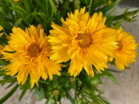 coreopsis_grandiflora_double_the_sun_3