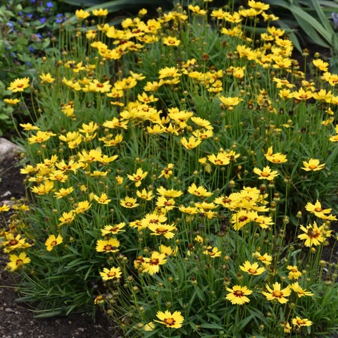 coreopsis_grandiflora_sunkiss_1