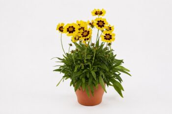 coreopsis_grandiflora_sunkiss_2