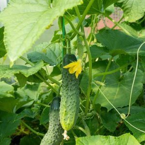 Cornichon regal