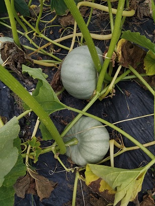 courge_betty_blue_2