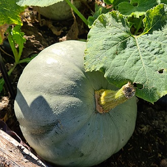 courge_betty_blue_3