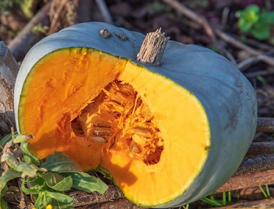 courge_betty_blue