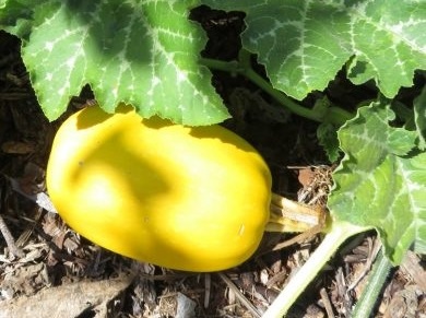 courge_spaguetti_1