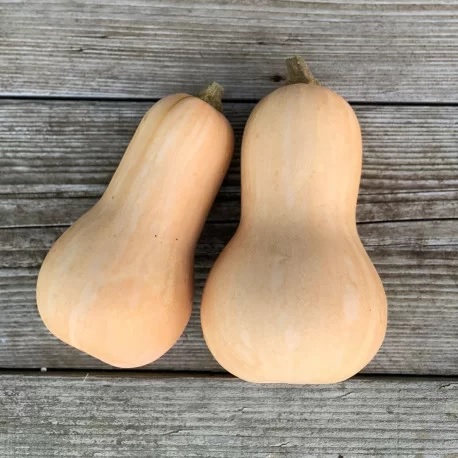 courge_butternut_2