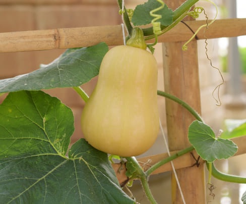 courge_butternut_3