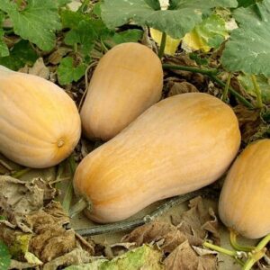 Courge butternut