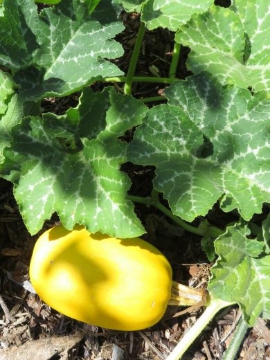 courge_spaguetti_1