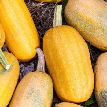 courge_spaguetti_2