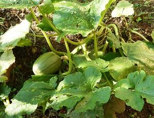 Courge spaghetti