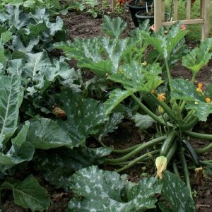 Courgette astia