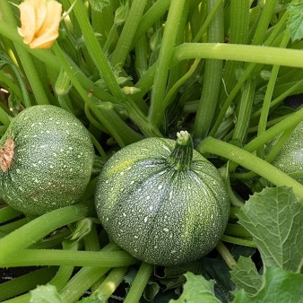 courgette_boldenice_ronde_2