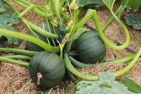 courgette_boldenice_ronde_3