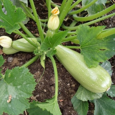 courgette_lorea_1