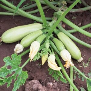 Courgette lorea (blanches)