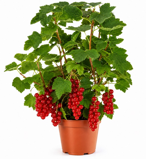 groseiller